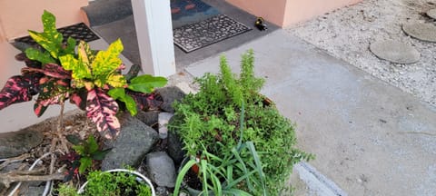 Herb garden- seasonal Rosemary, Thyme, Oregano, Basil, Parsley, Sage