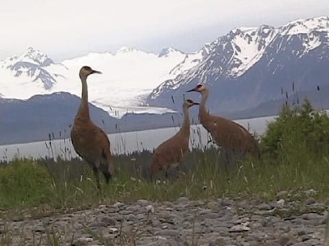 sandhill cranes in front of cabin