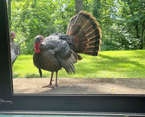 you never know who'll knock on the front door...he pecks at his reflection 

