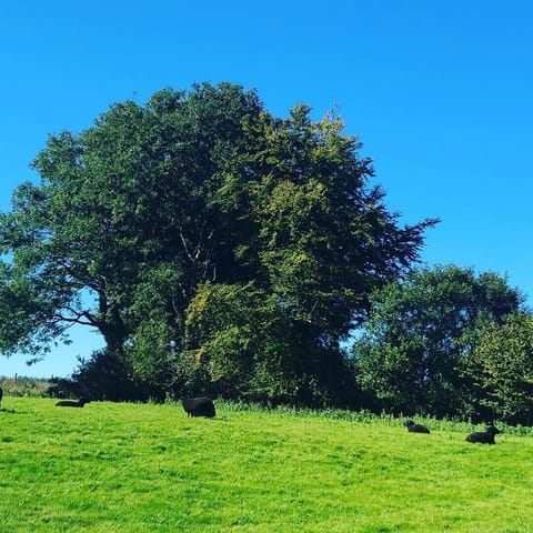 Black Welsh mountain sheep basking in the sunshine 