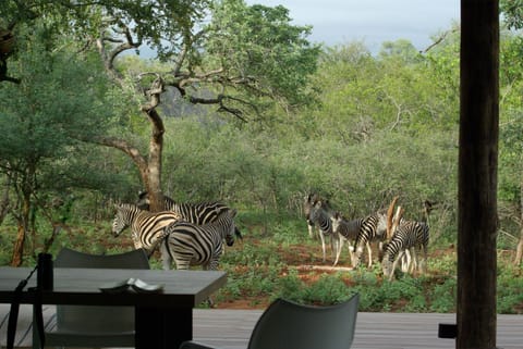 Zebras welcome
