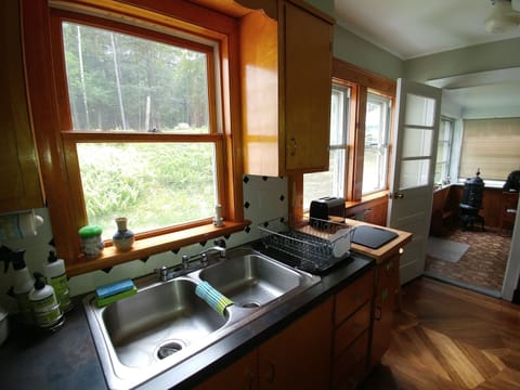 Looking out on blueberry bushes and ferns