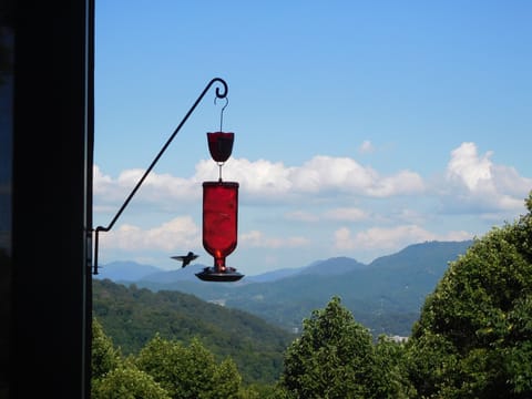 Wonderful bird friends, who entertain us  love to visit our feeders 