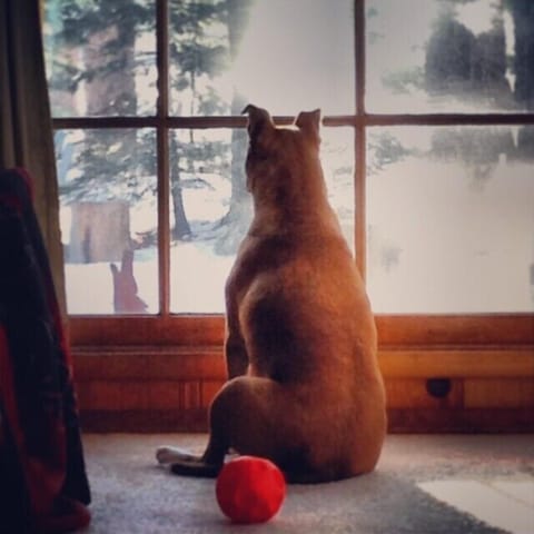 Phoenix, squirrel  gazing....