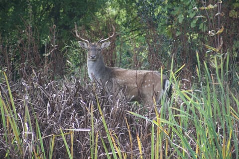Fallow deer often come into the garden.
