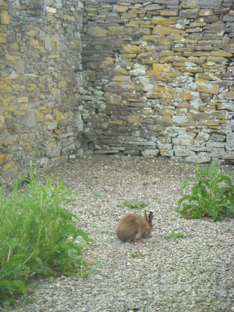 View of hare from kitchen window