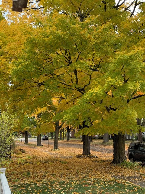 Sidewalk and beautiful trees in front of the house.