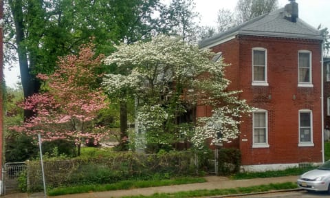 Dogwoods!
