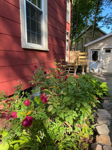 Roses and Rhubarb in the garden! Make a rhubarb pie or delicious rhubarb sauce.