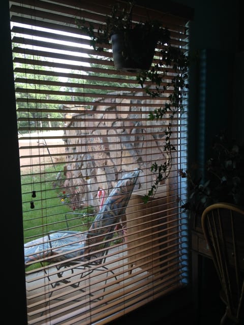 View out from Garden Level Bedroom