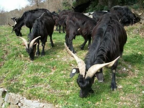 typical goats of our neighbours