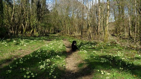 Dog friendly Holiday Cottage