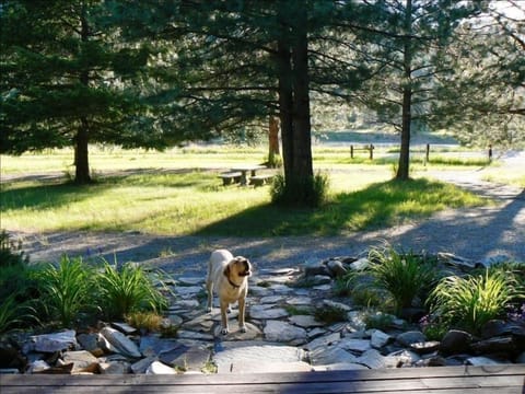 Newman smells the flowers (Clark Fork River in background)