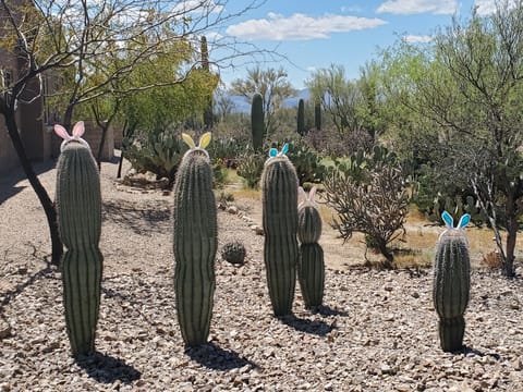 Saguaro bunnies