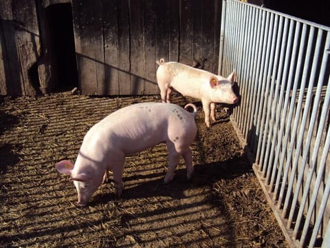 Biobauernhof Tauchner - Apartment Farm Stay in Carinthia, Austria