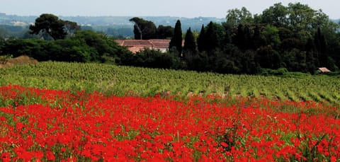 Saint Ferreol Estate & Vines