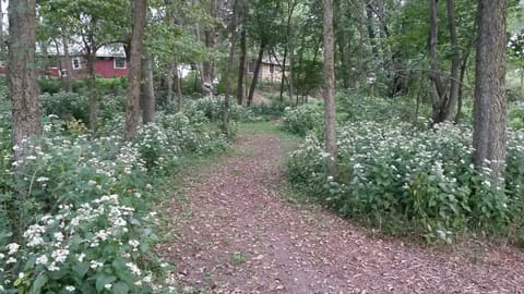 Path to the Wisconsin River from Redwood cabin.