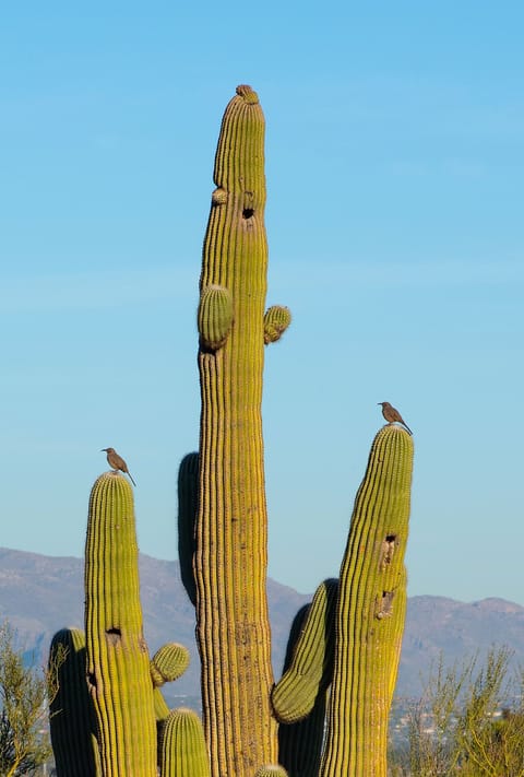 Birds sit comfortably on spiny saguaro (picture from porch.)