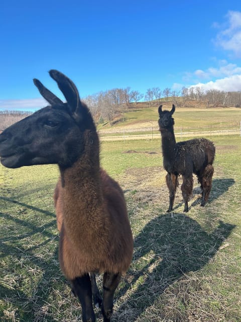 Stout and Porter llamas in their paddock near your cabin