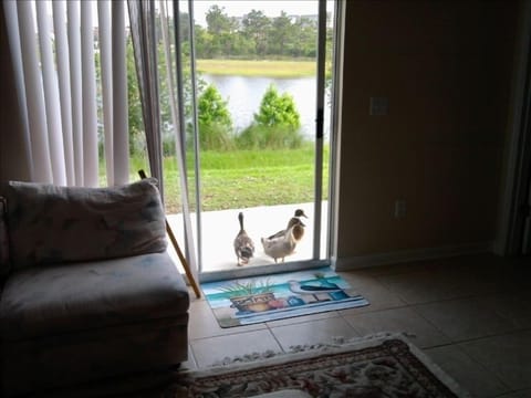 Hungry Ducks that peck on rear door wanting food :)