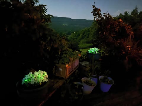 Real glowing Petunias! Crossed with firefly DNA, these flowers glow as they grow