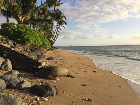 A turtle mid-day, snoozing in the sun on our beach.