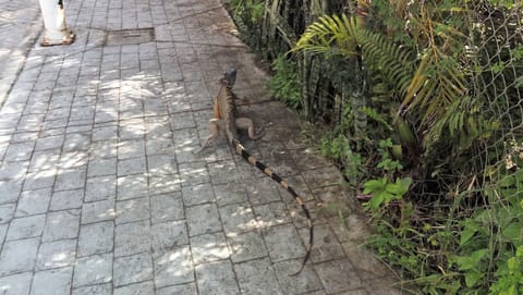 Local wild life