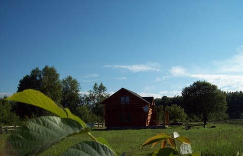 view from the garden