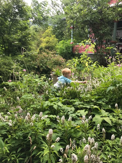 Densely planted front yard is haven for butterflies, bees, bunnies, & chipmunks 