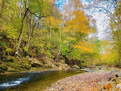 Creek, Nature, Outdoors, Stream, Water