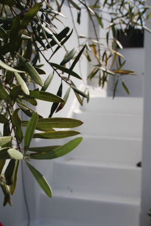 Olive tree on top roof terrace