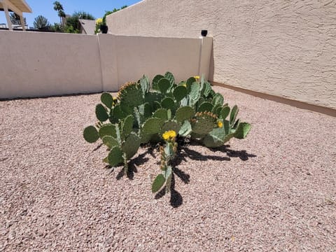 Arizona Cactus