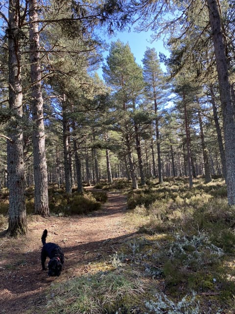 Forest walk in Boat of Garten