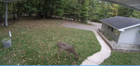 Frontyard / Driveway