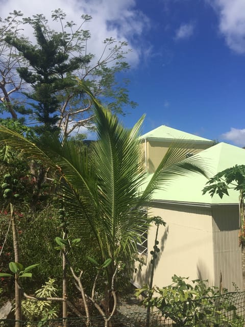 Traveler palm Cottage and garden