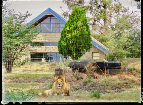 Lion Lodge 
