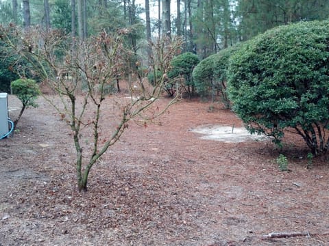 side yard with horseshoe pit