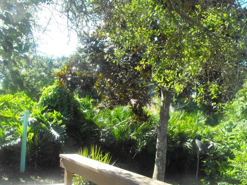 Partial view of private backyard plantings... more pictures to come!