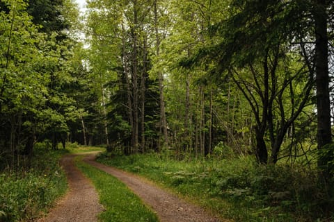 Our beautiful, private drive down to the cottages.