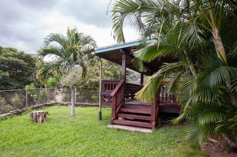 Large green yard full of palm, avocado and mango trees