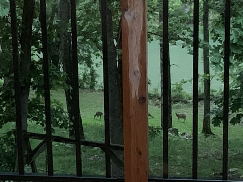 Deer in the clover plot below the deck right above the creek