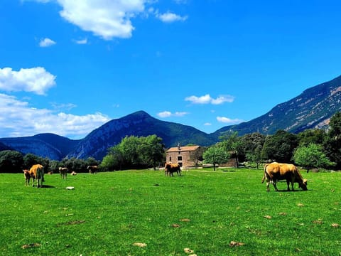 Property building,Garden,Animals,Garden view
