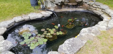 Koi/goldfish water garden