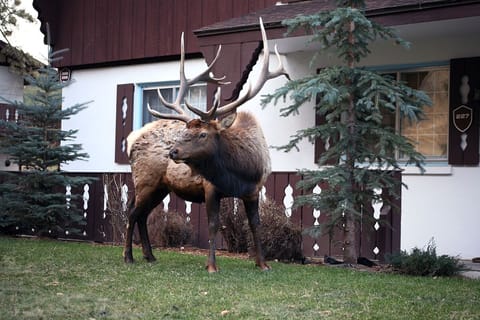 Wildlife on Property