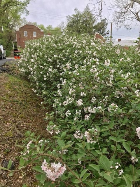 Springtime in Louisville