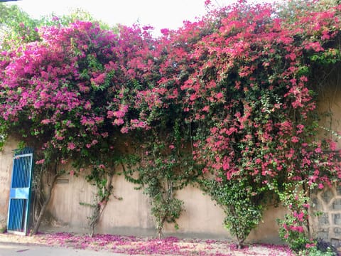 The Property.
Lush Green and Blooming.