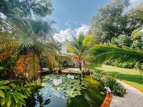 Koi and turtle pond