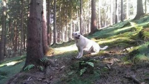 Pet-friendly