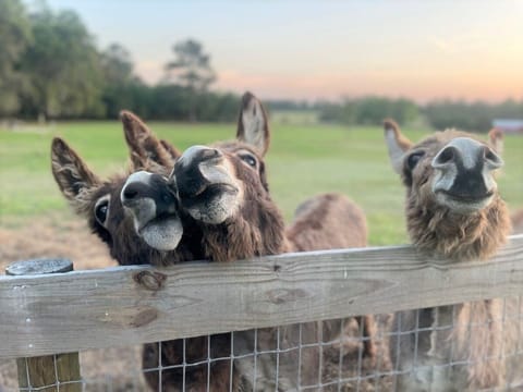 Happy Donkeys ready to meet new Guests!
