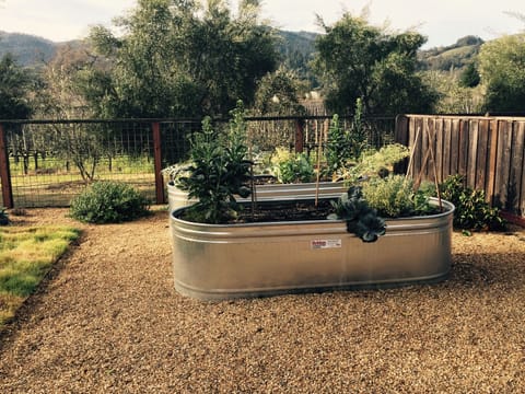 Garden with tomato plants